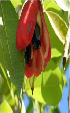 Ackee - Crack Your Dream Code Red split pod on a leafy branch, revealing shiny dark seeds against a blue sky visible behind leaves.