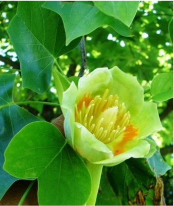 American Tulip Tree - Crack Your Dream Code Close-up of a pale yellow-green blossom with bright yellow stamens among large glossy green leaves.